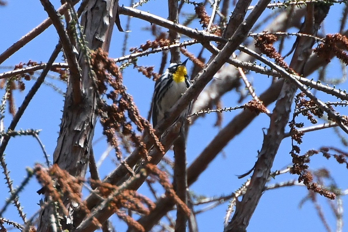 Yellow-throated Warbler - ML430521411