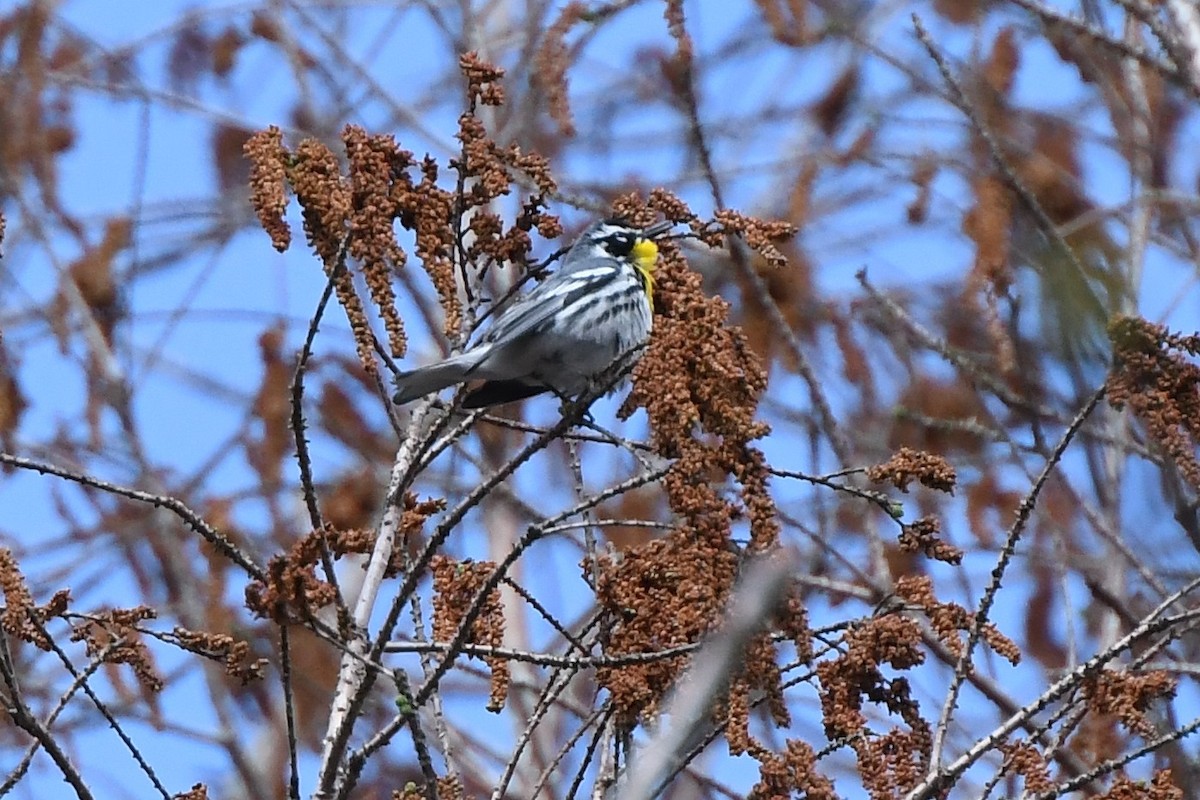 Yellow-throated Warbler - ML430521431