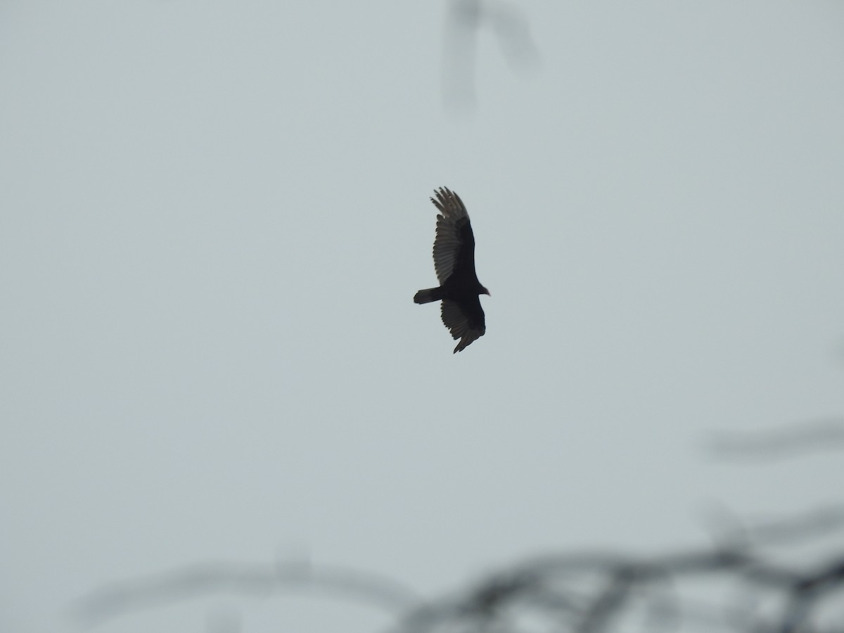 Turkey Vulture - ML430522141