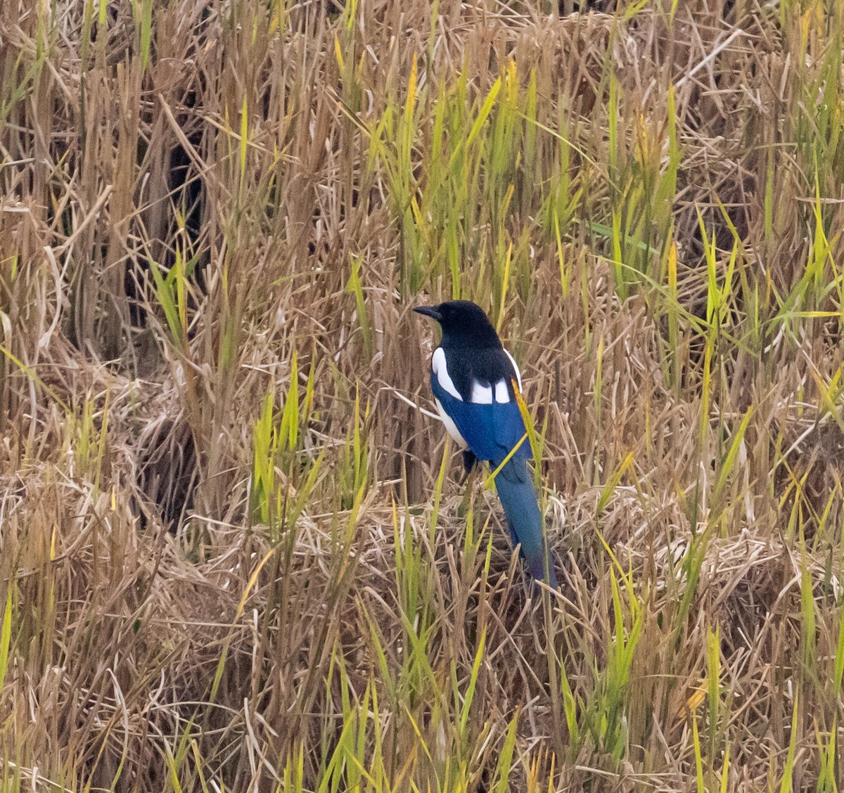 Oriental Magpie - ML430522271