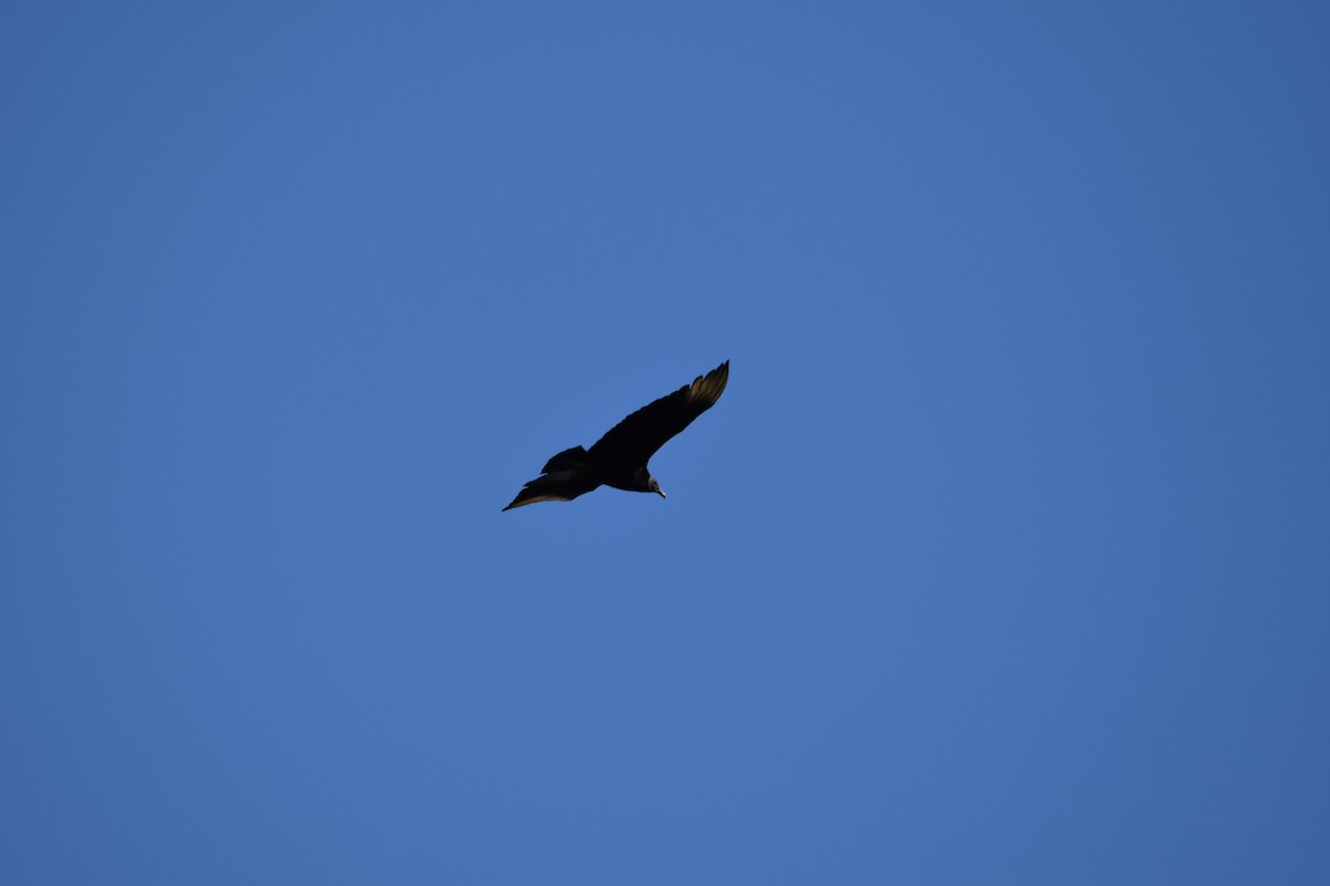 Black Vulture - ML430524461