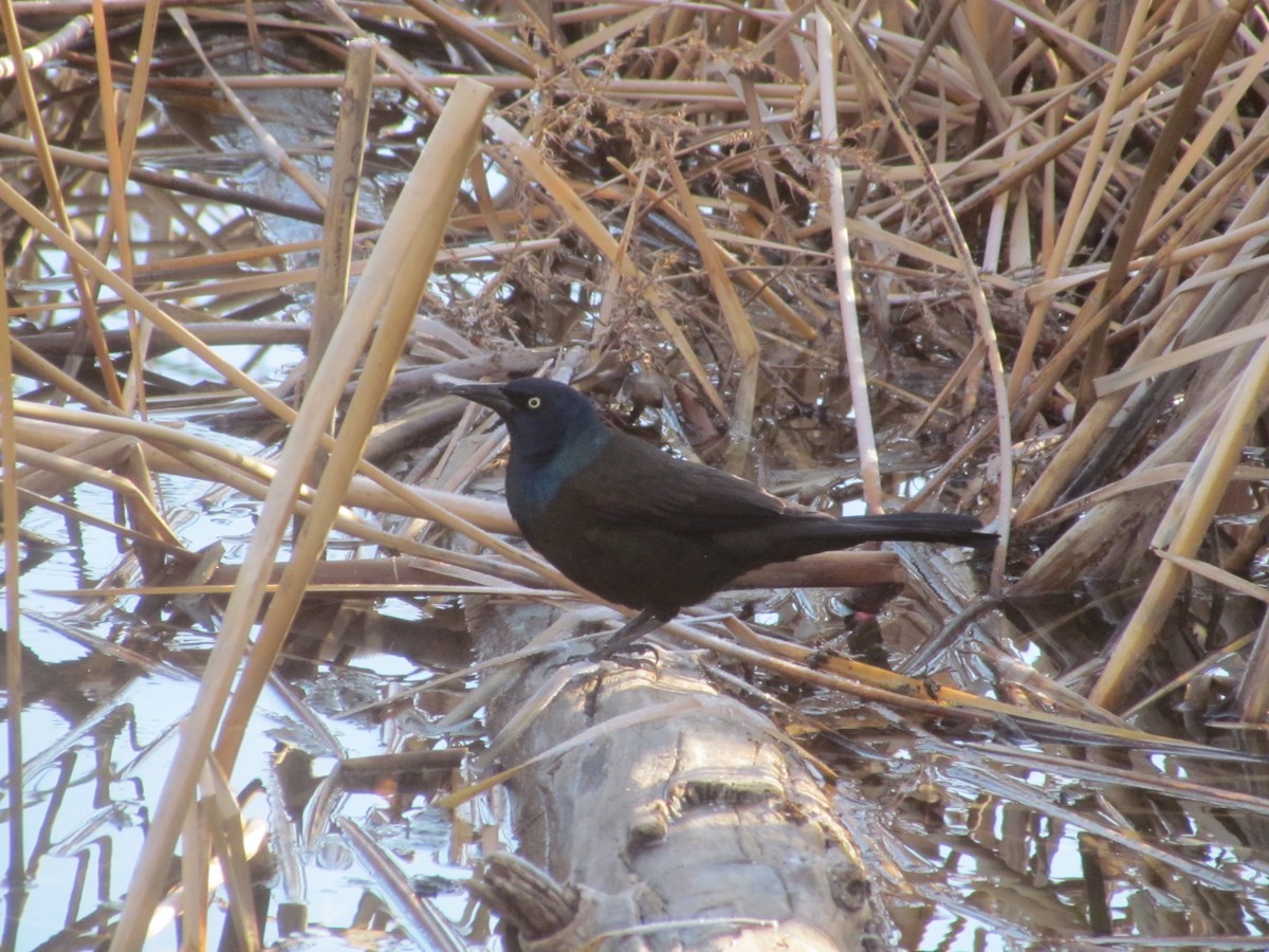 Common Grackle - ML430524991