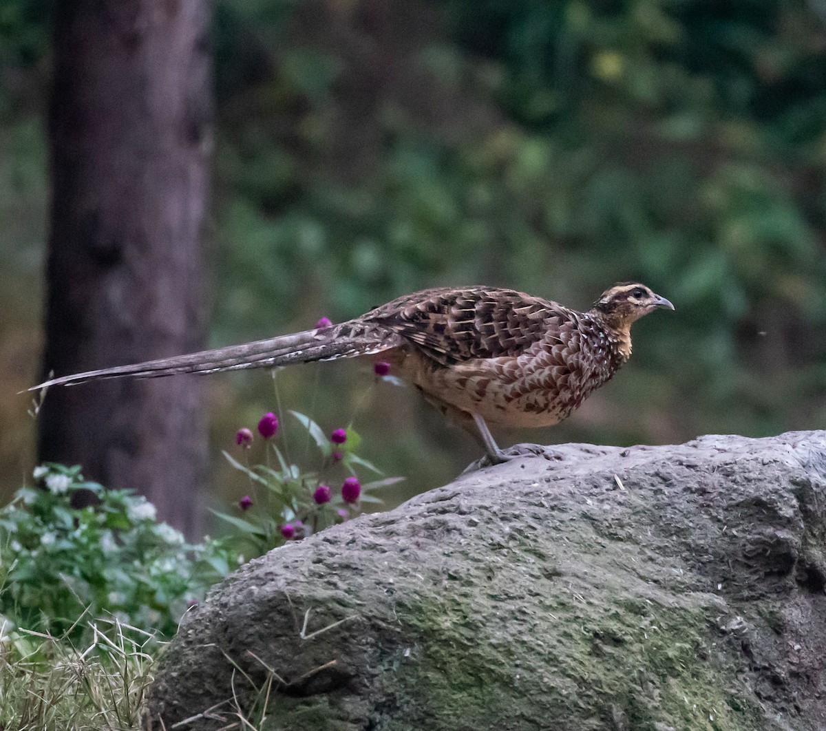 Reeves's Pheasant - ML430527611