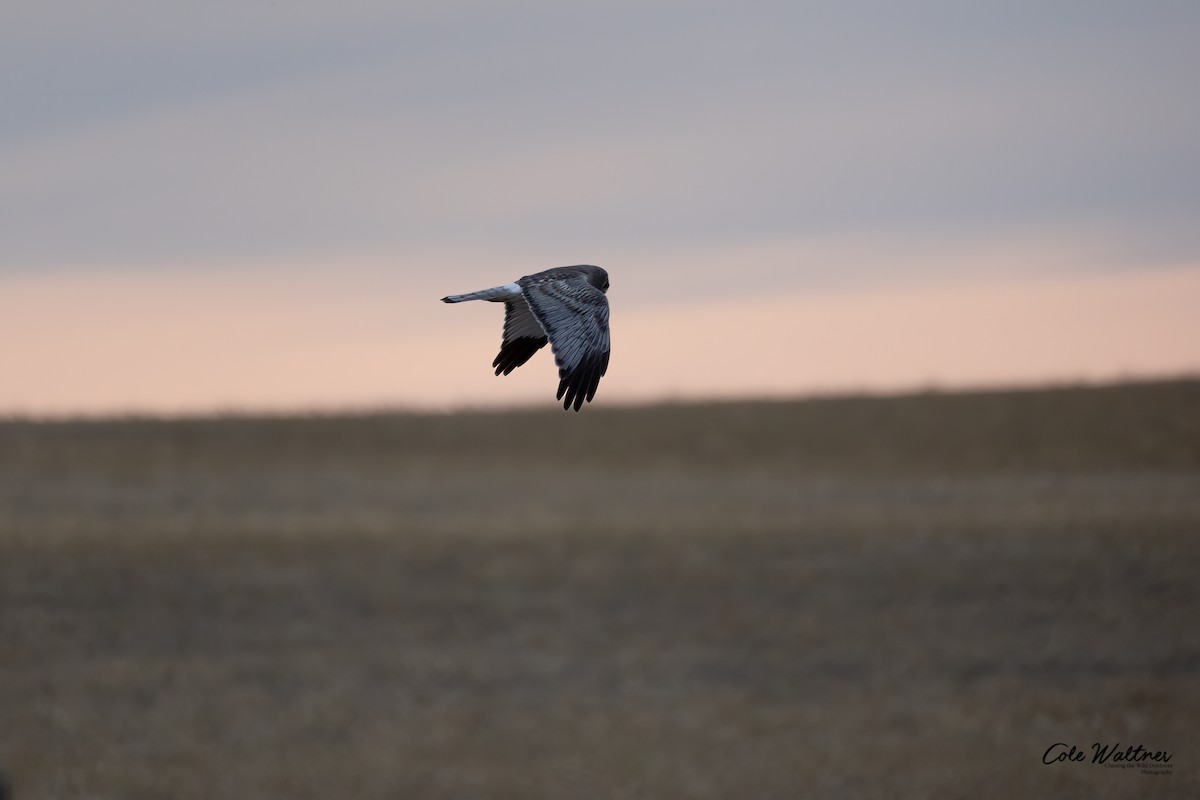 Northern Harrier - Cole Waltner