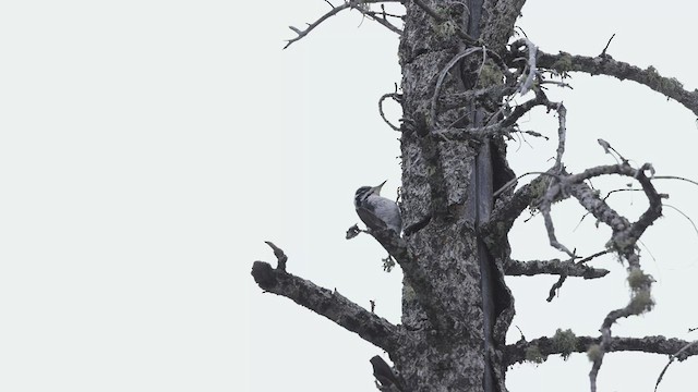 American Three-toed Woodpecker - ML430529781