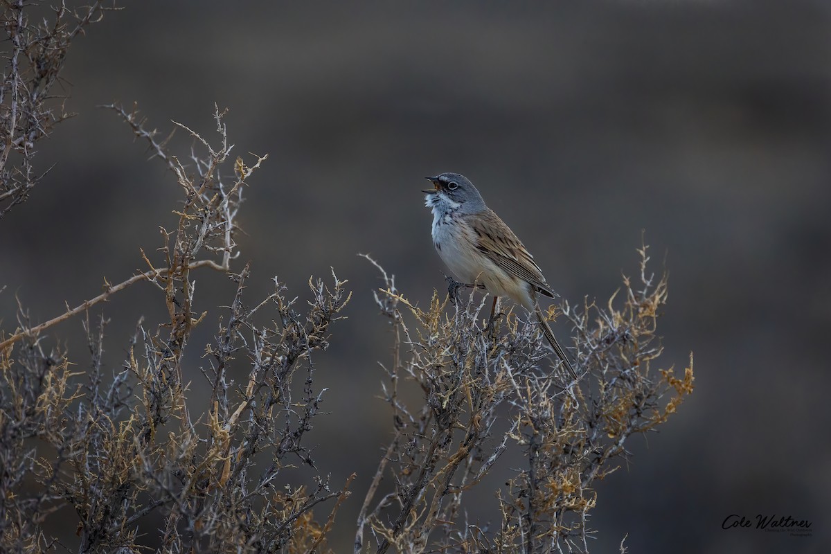 Chingolo de Nevada - ML430529791