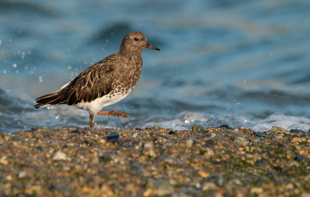 Black Turnstone - ML430530411