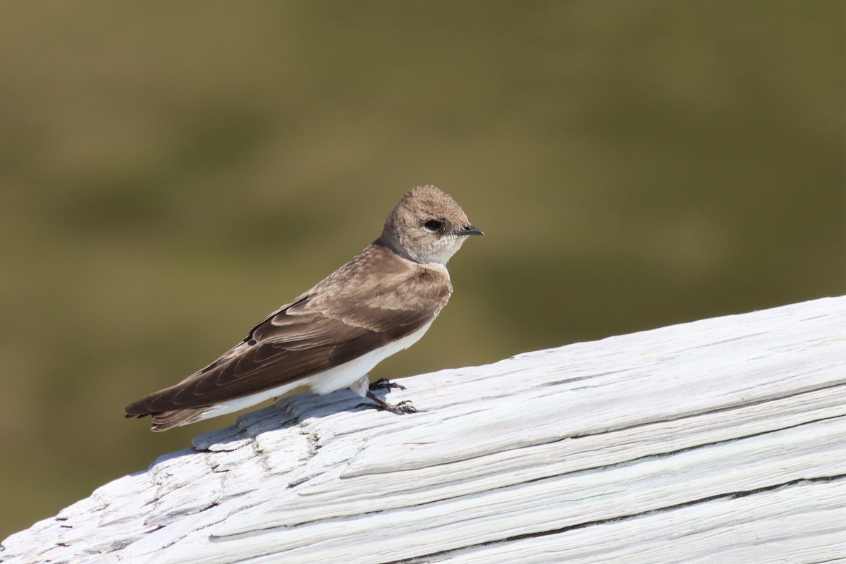 Northern Rough-winged Swallow - ML430531231