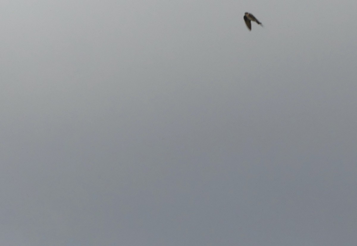 Northern Rough-winged Swallow - ML430533051