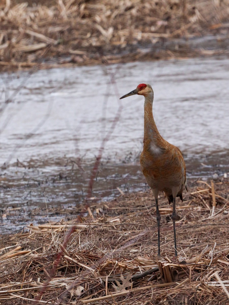 Sandhill Crane - Lisa Bacon