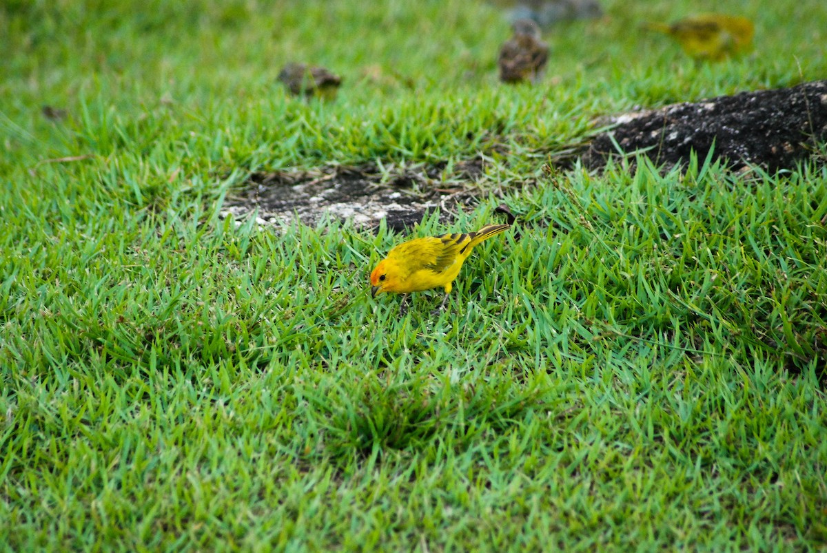 Saffron Finch - ML430534481