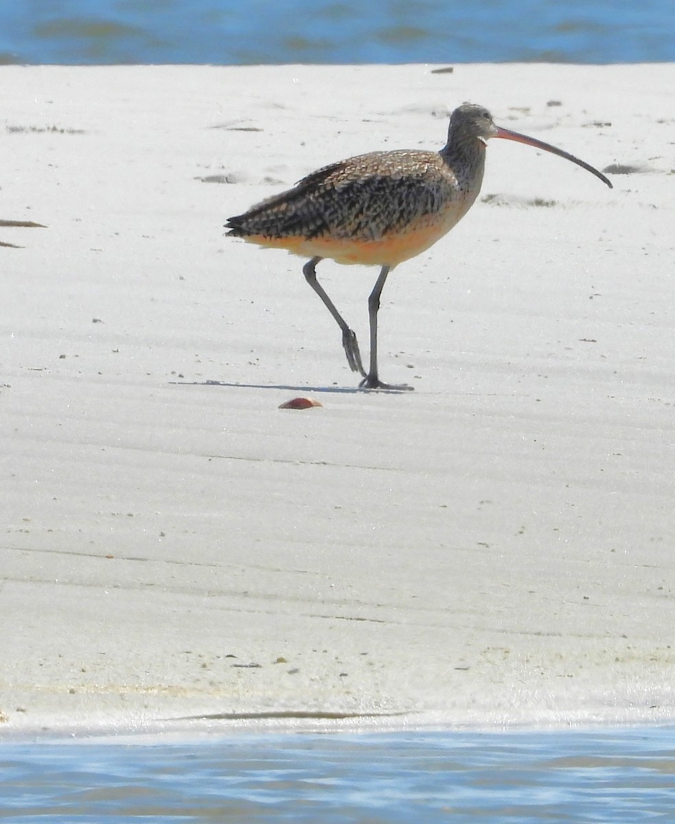 Long-billed Curlew - ML430534981