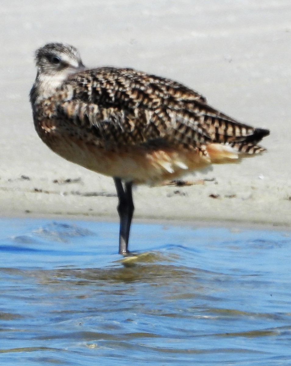 Long-billed Curlew - ML430535011