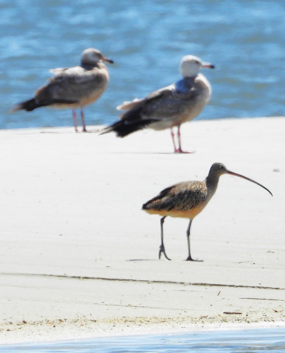 Long-billed Curlew - ML430535061