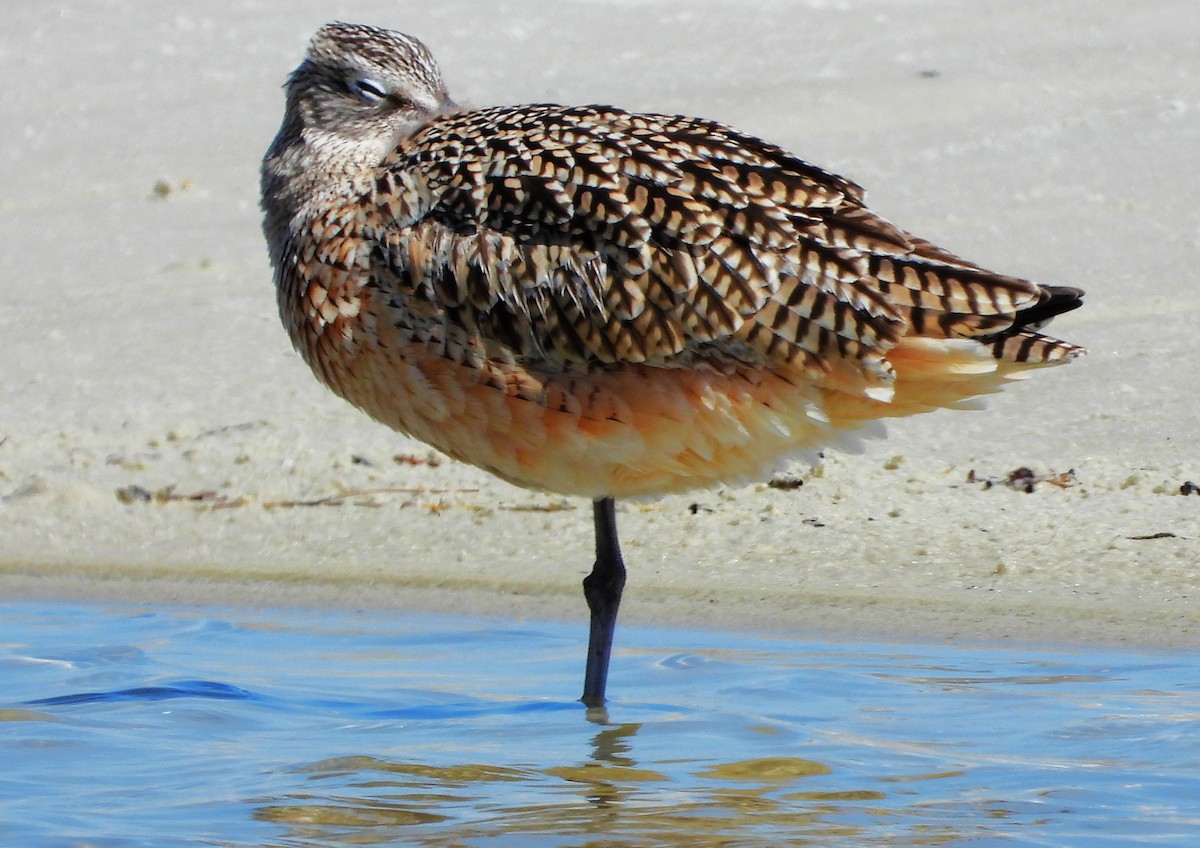 Long-billed Curlew - ML430535161