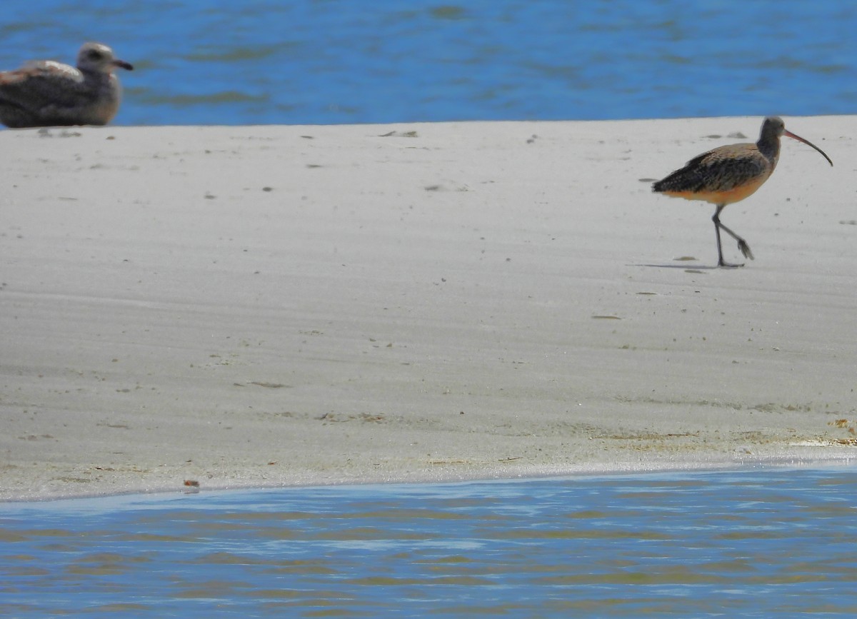 Long-billed Curlew - ML430535171