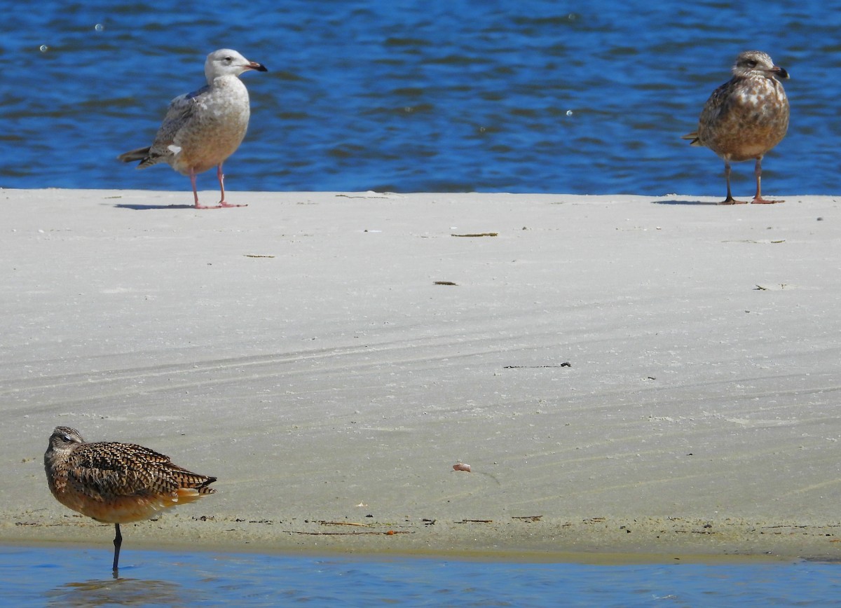 Long-billed Curlew - ML430535181