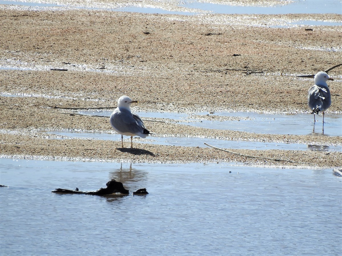 Ring-billed Gull - ML430535411