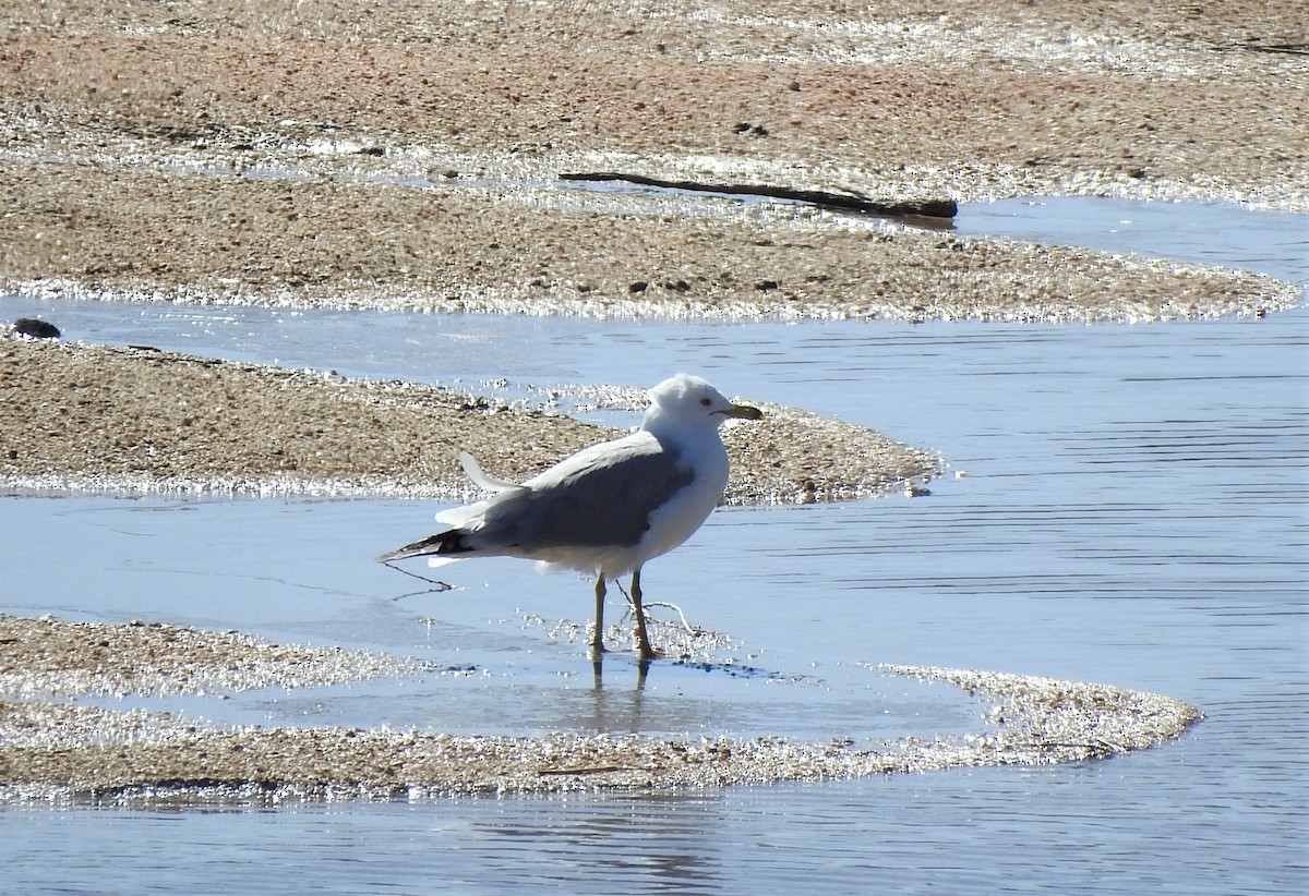 Ring-billed Gull - ML430535471
