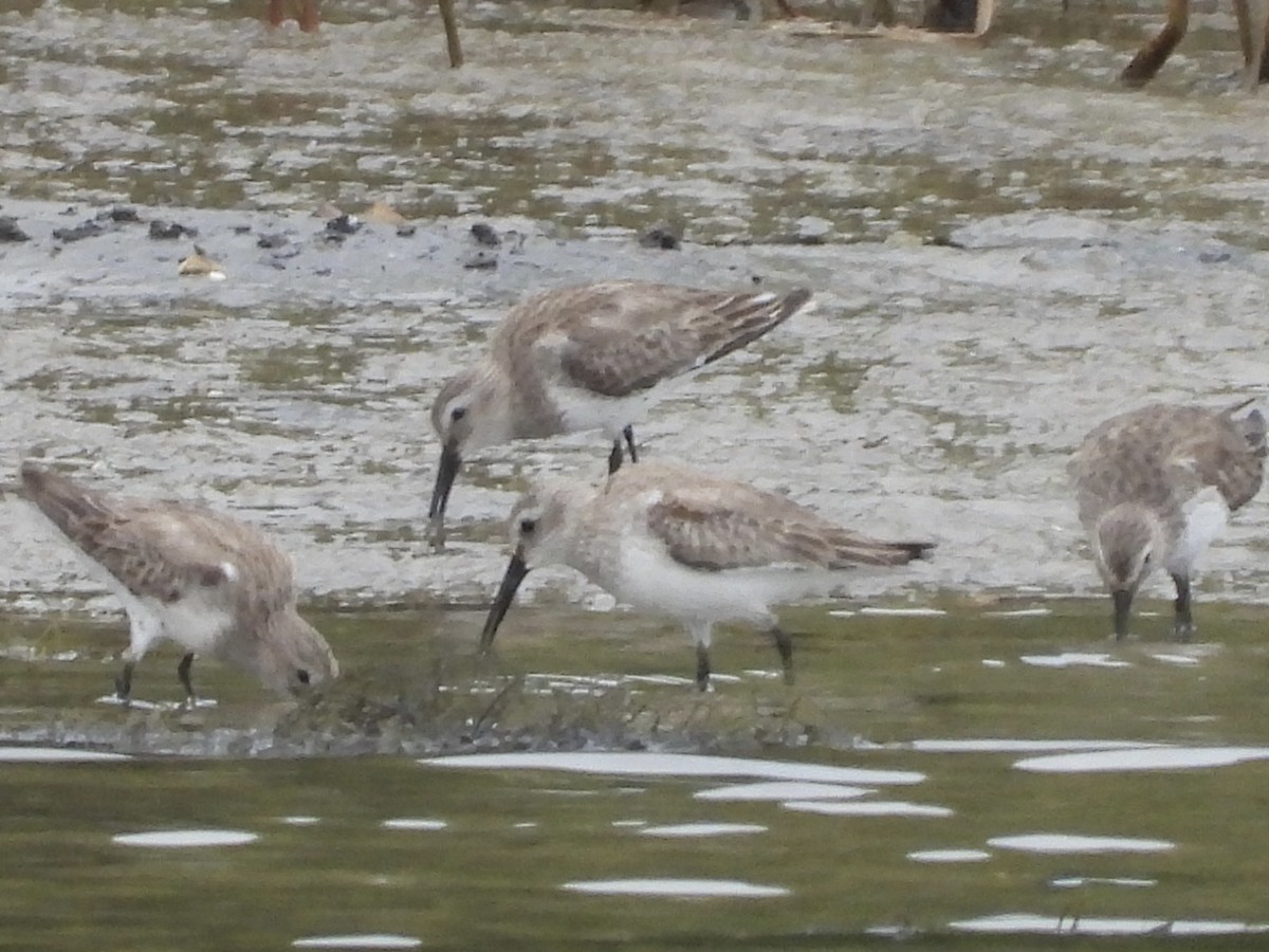 Dunlin - ML430536561