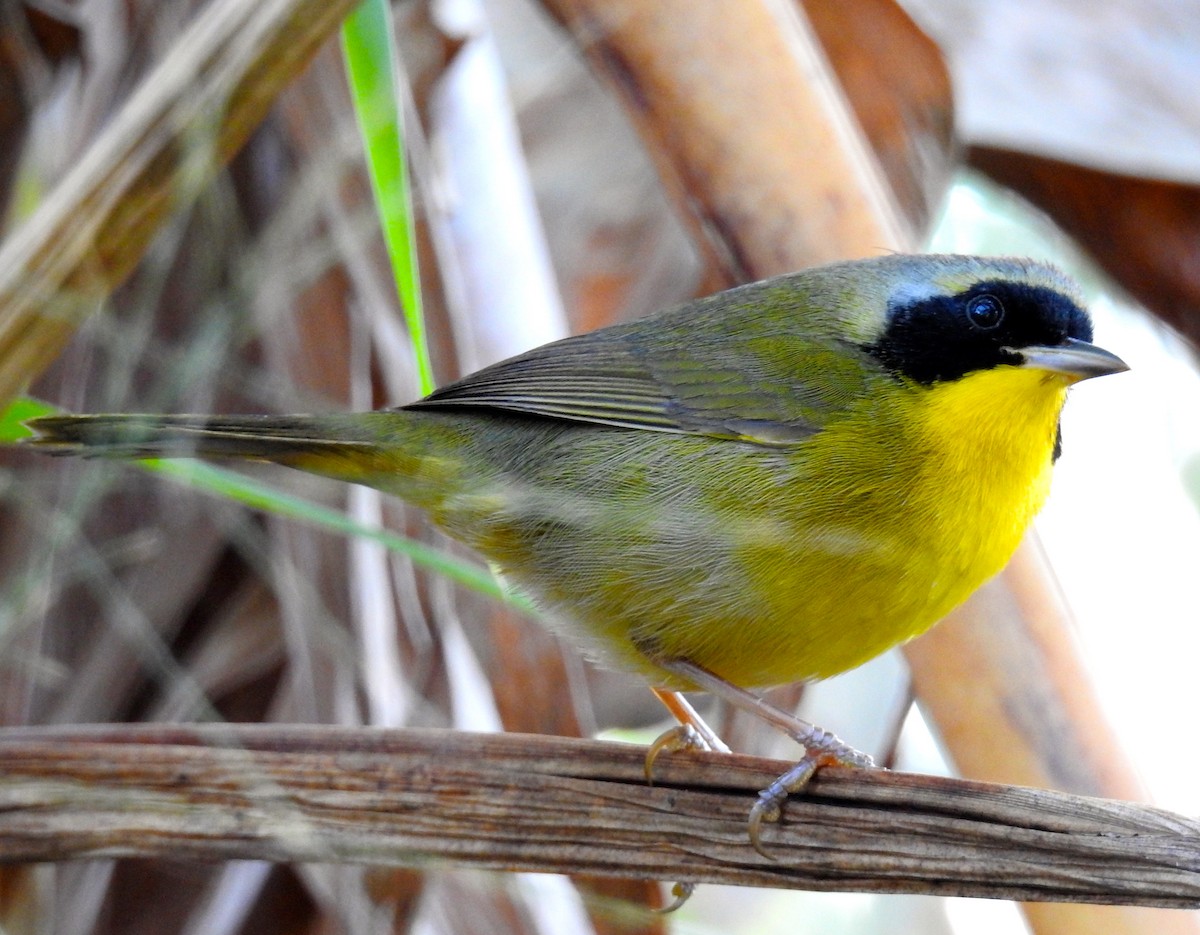 Bahama Yellowthroat - Erika Gates