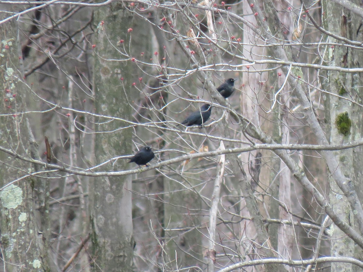 Rusty Blackbird - ML430537291