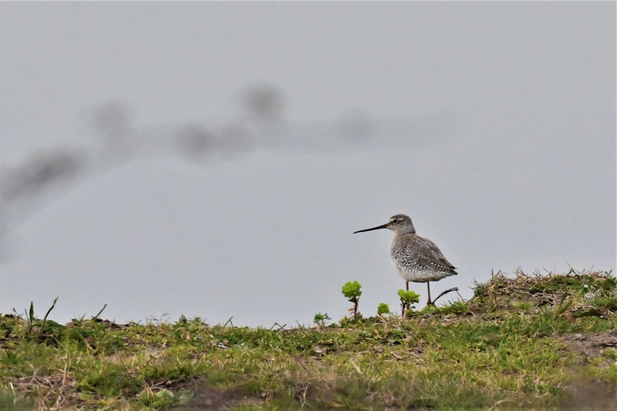 Spotted Redshank - ML430537411