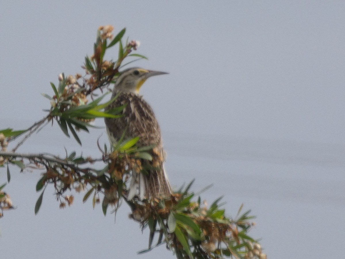 Western Meadowlark - ML430537951