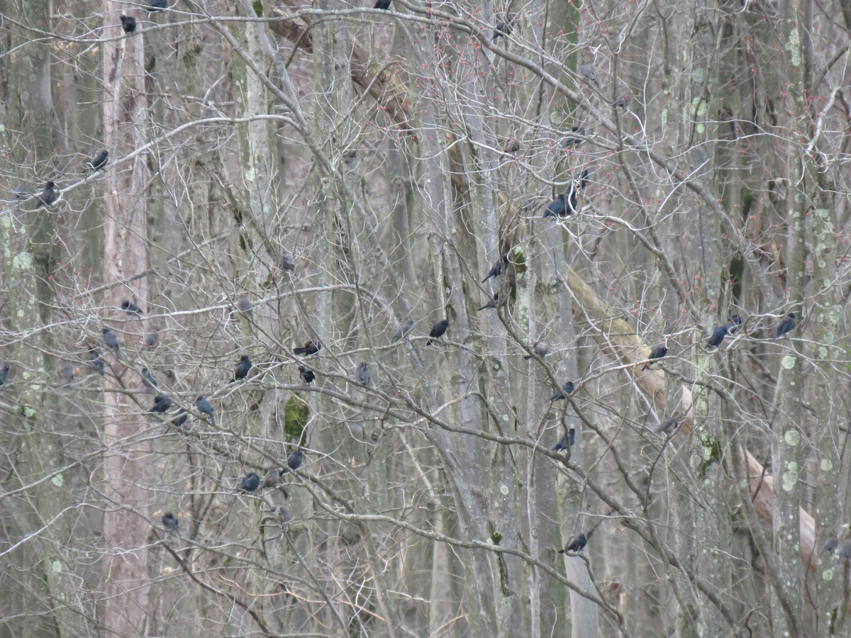 Rusty Blackbird - ML430539391