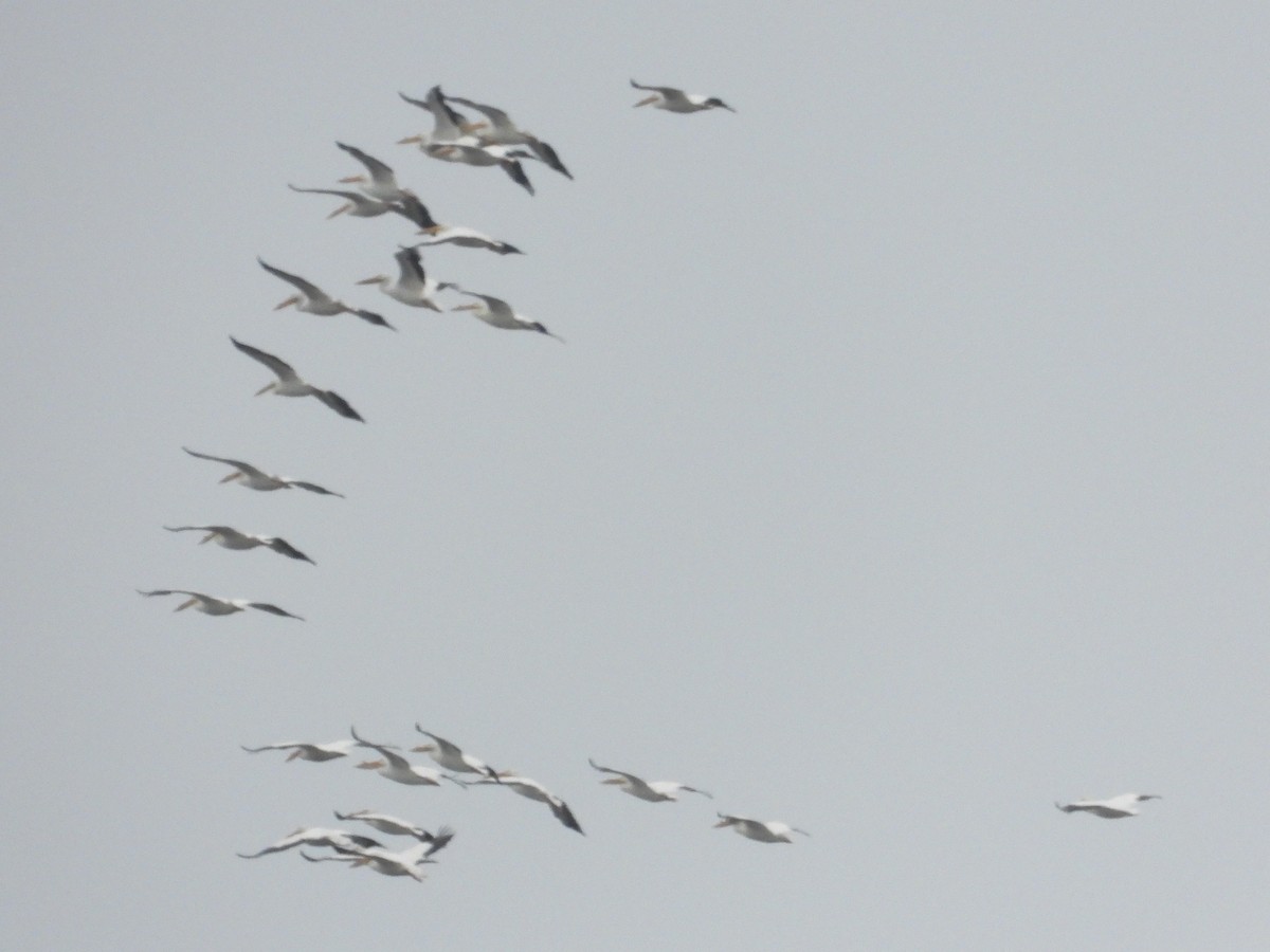 American White Pelican - ML430539471