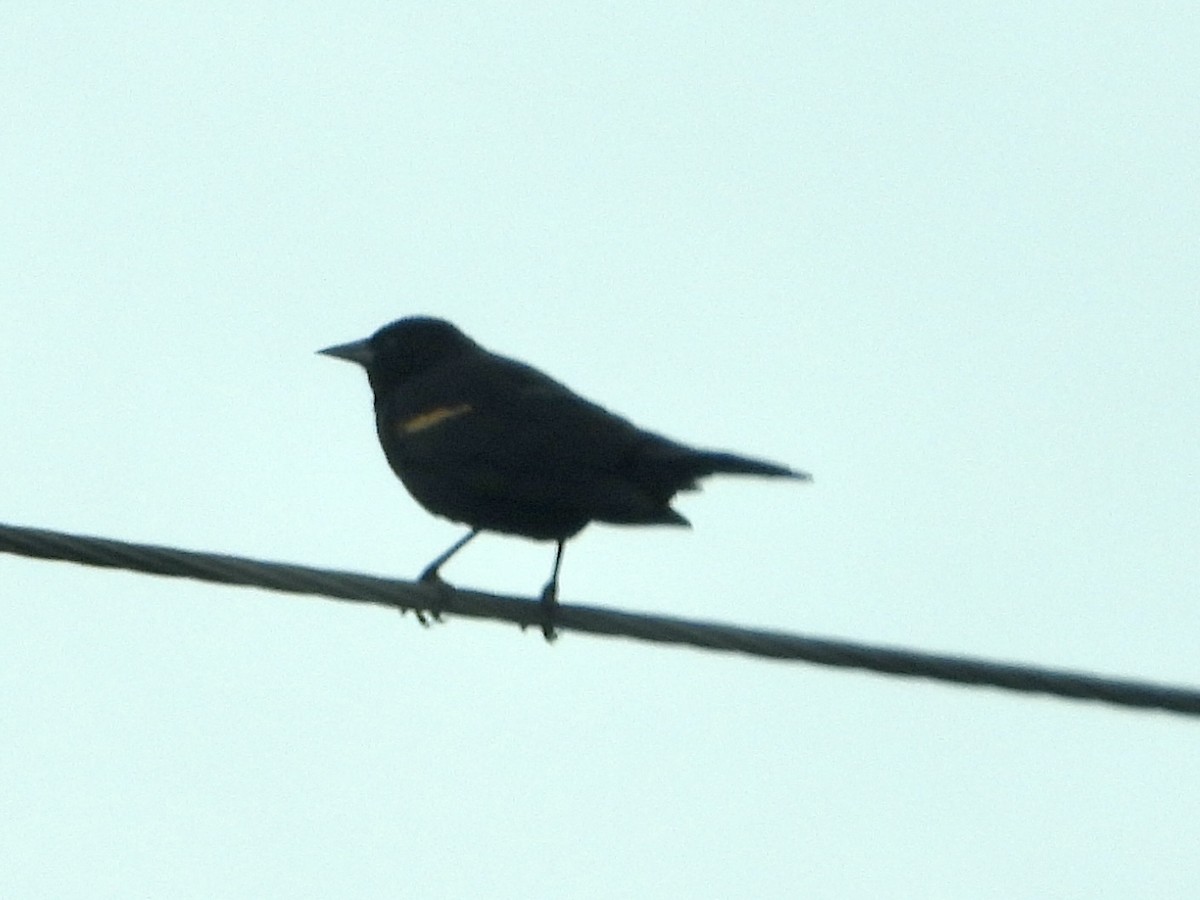 Red-winged Blackbird - ML430540071