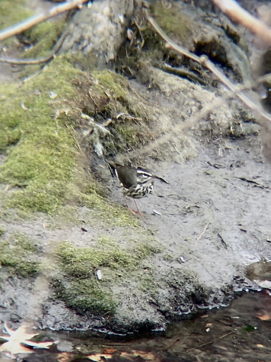 Louisiana Waterthrush - ML430540291