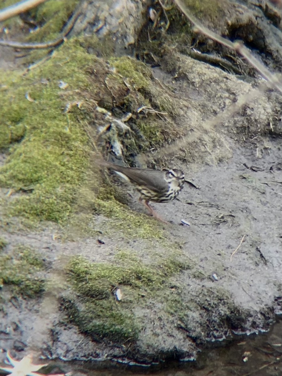 Louisiana Waterthrush - ML430540301