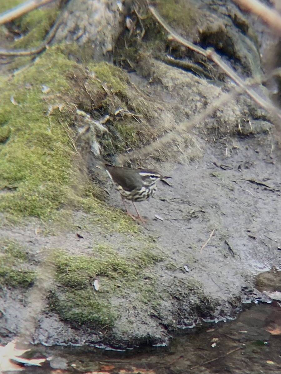 Louisiana Waterthrush - ML430540311