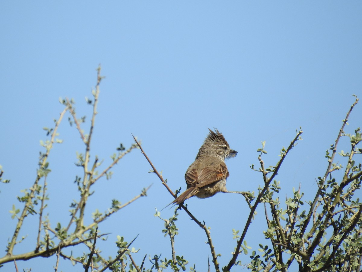 Tufted Tit-Spinetail - ML430542981