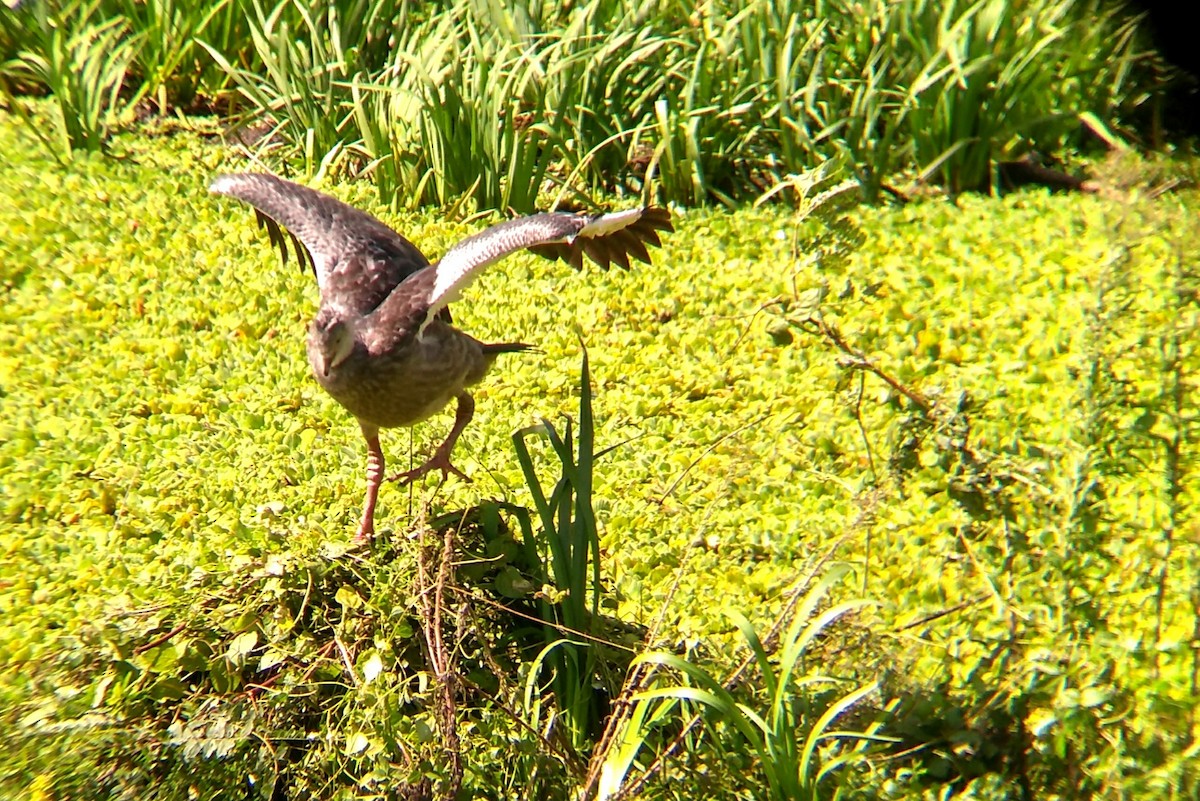 Southern Screamer - ML430543041
