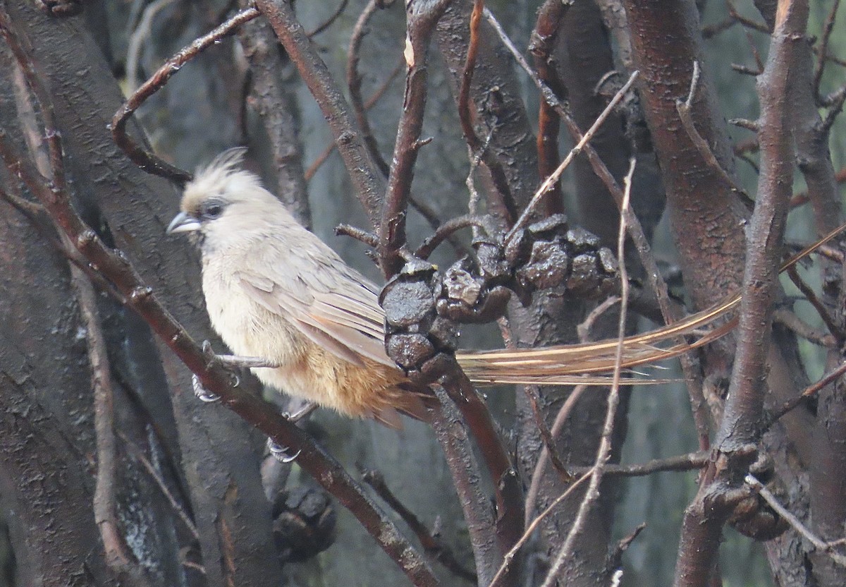 Speckled Mousebird - ML430543781