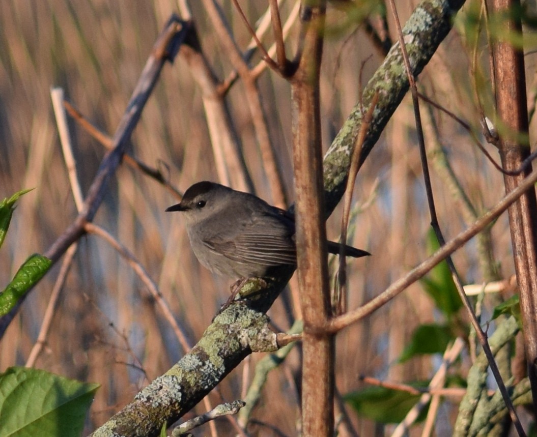 Gray Catbird - Mary  McMahon