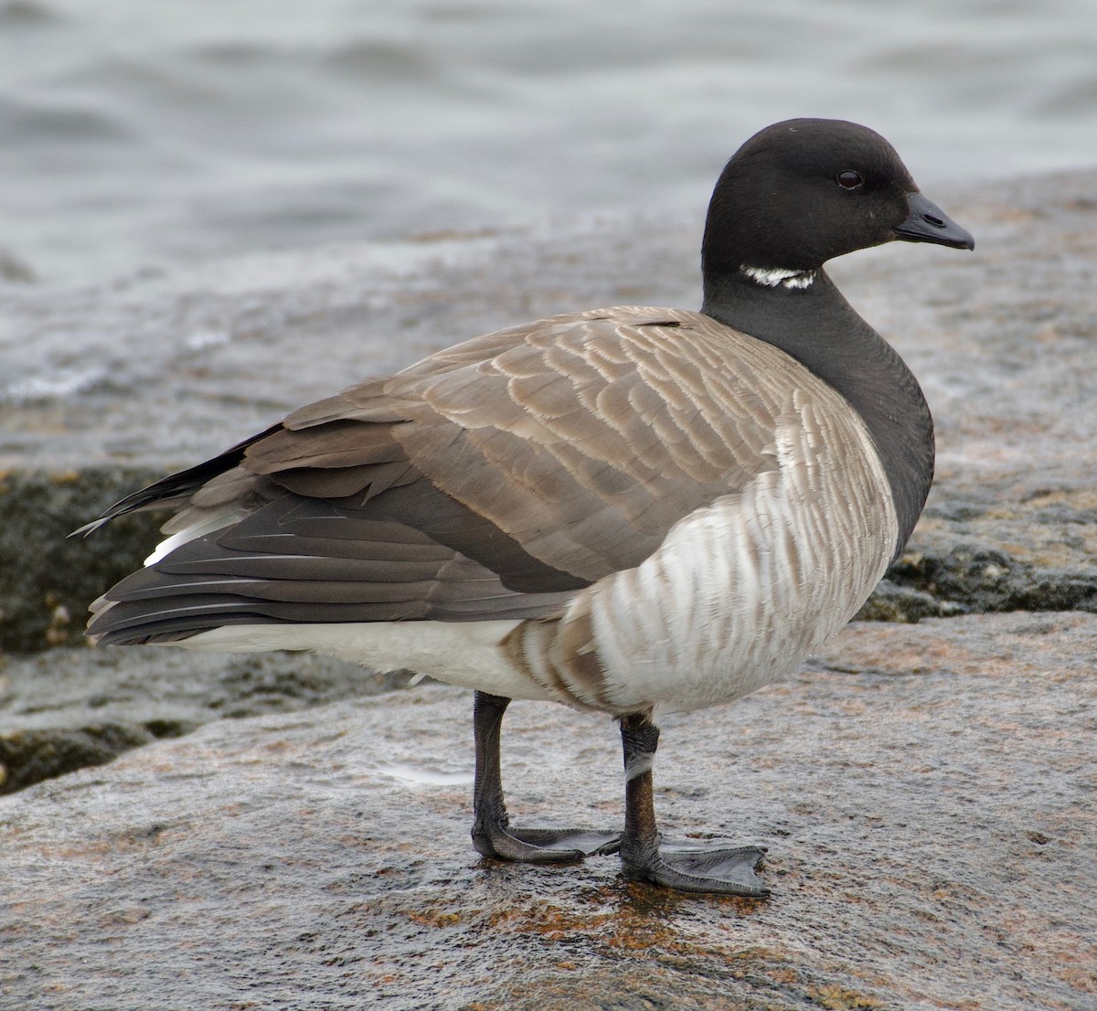 Brant - ML430544261