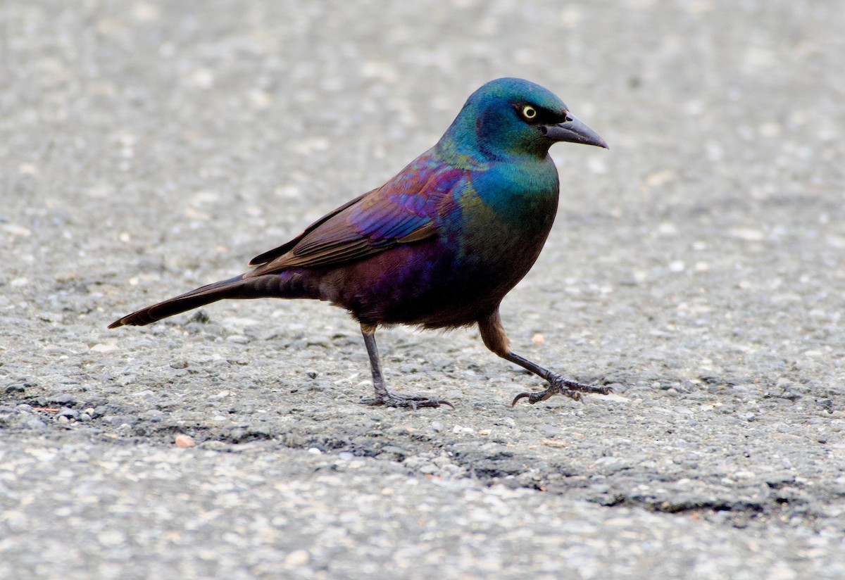 Common Grackle - ML430544361