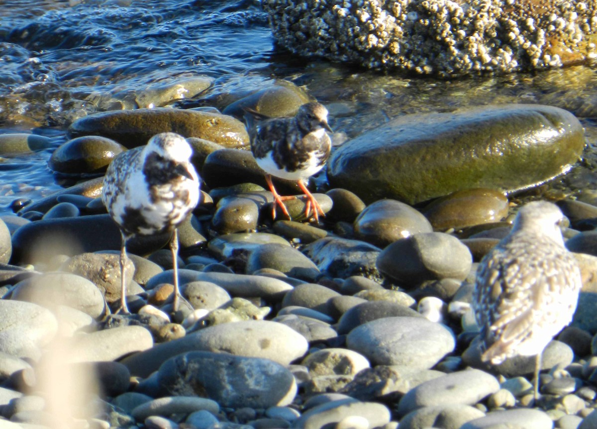 Ruddy Turnstone - Joe Hanfman