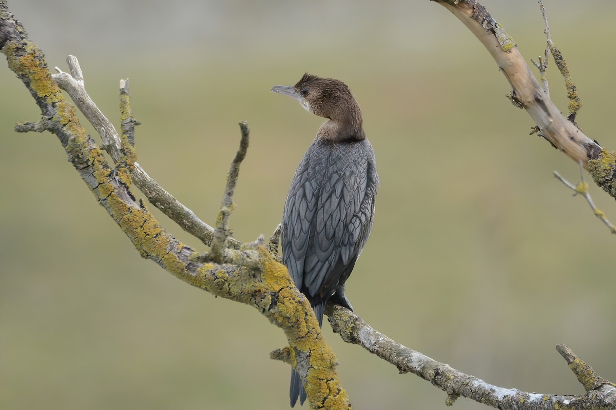 Pygmy Cormorant - ML430546411