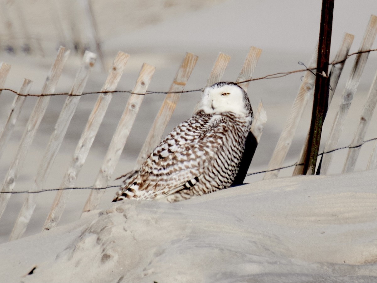 Snowy Owl - ML430547501