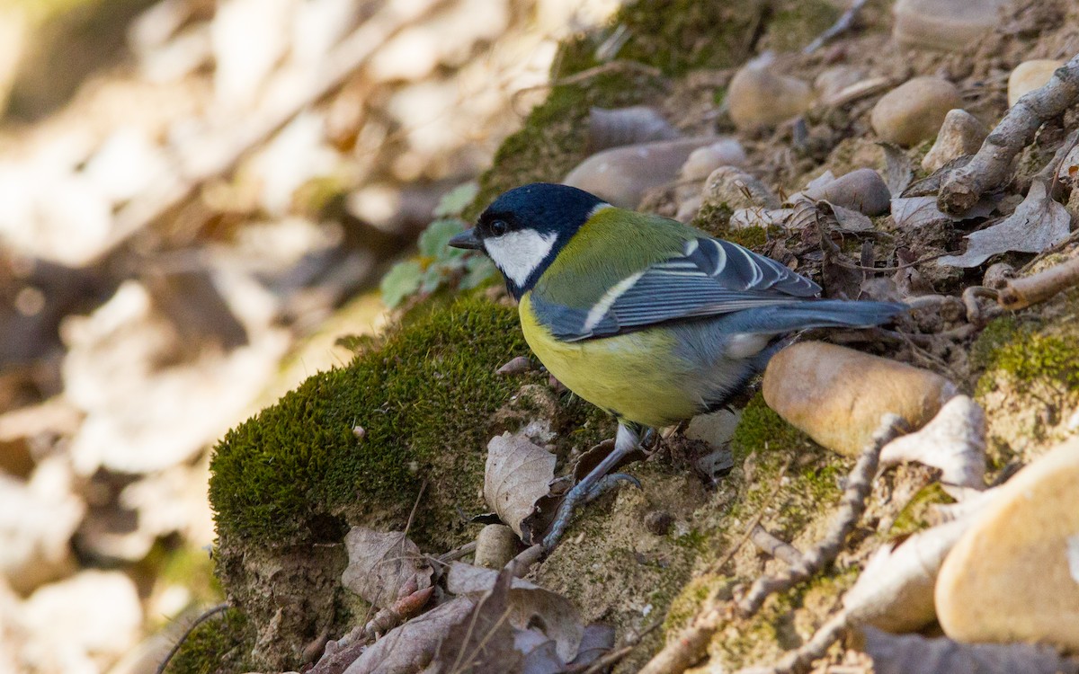 Great Tit - ML430549441