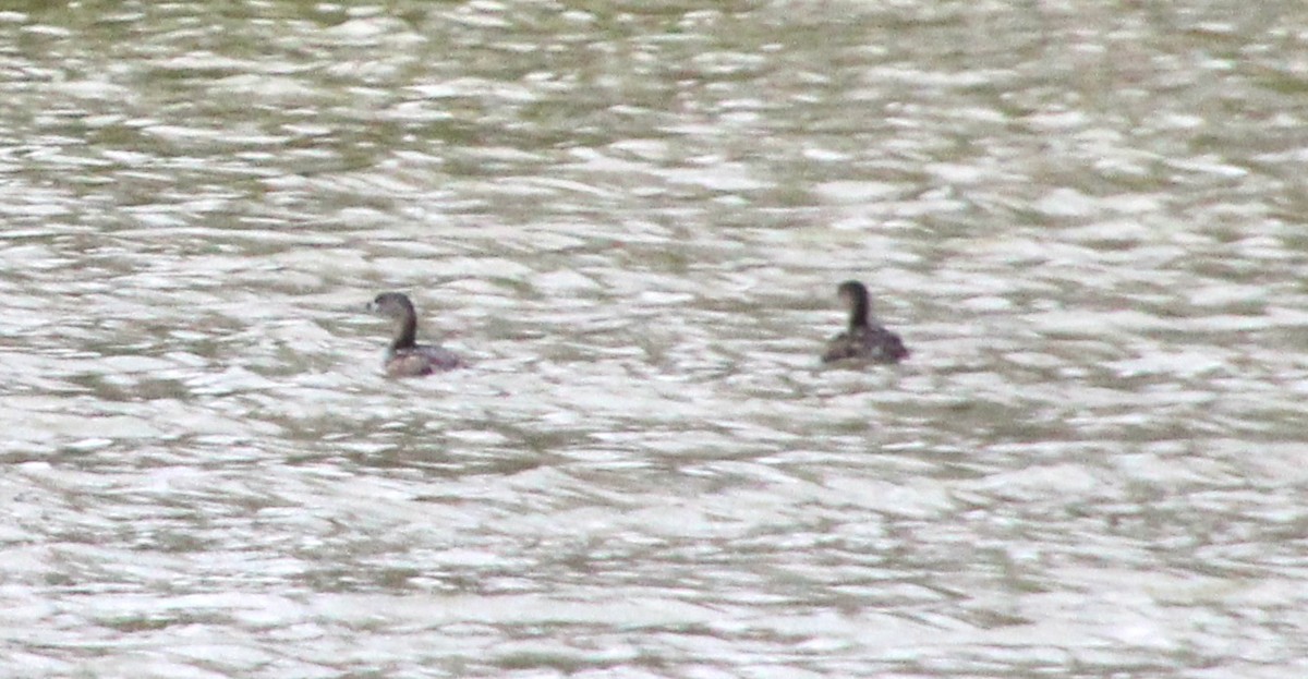 Pied-billed Grebe - ML430550751