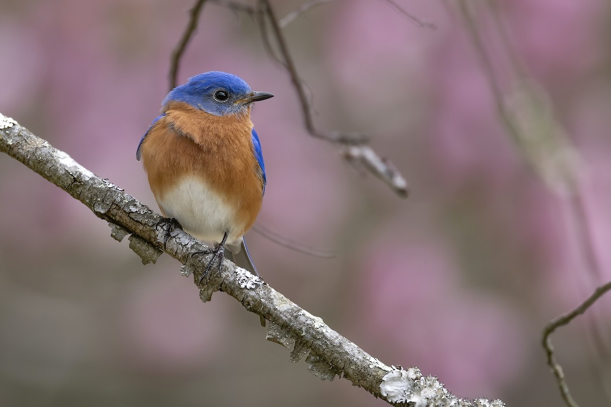 Eastern Bluebird - ML430551001