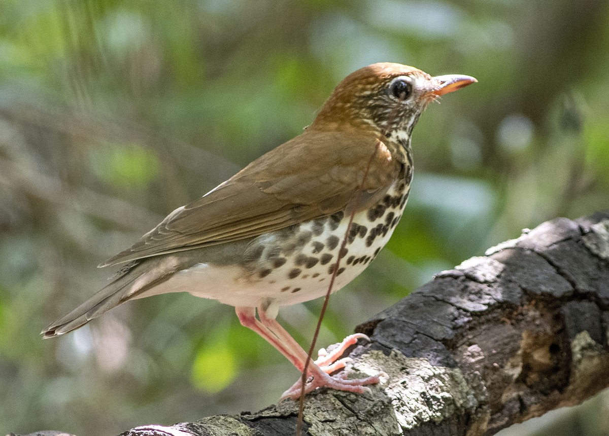 Wood Thrush - ML430551101