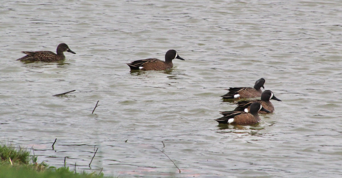 Blue-winged Teal - ML430551451