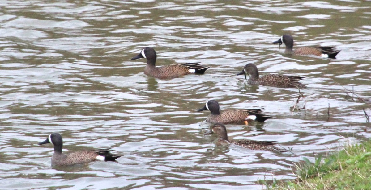 Blue-winged Teal - ML430551571