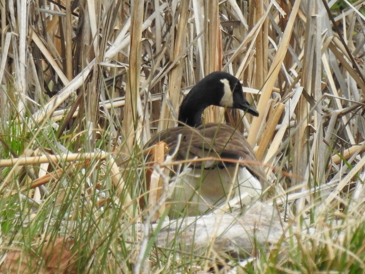 Canada Goose - ML430551721